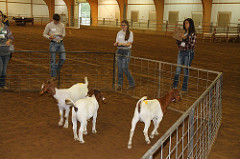 person judging goats in a pen