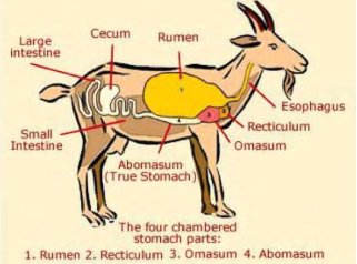 ruminant chart of a goat