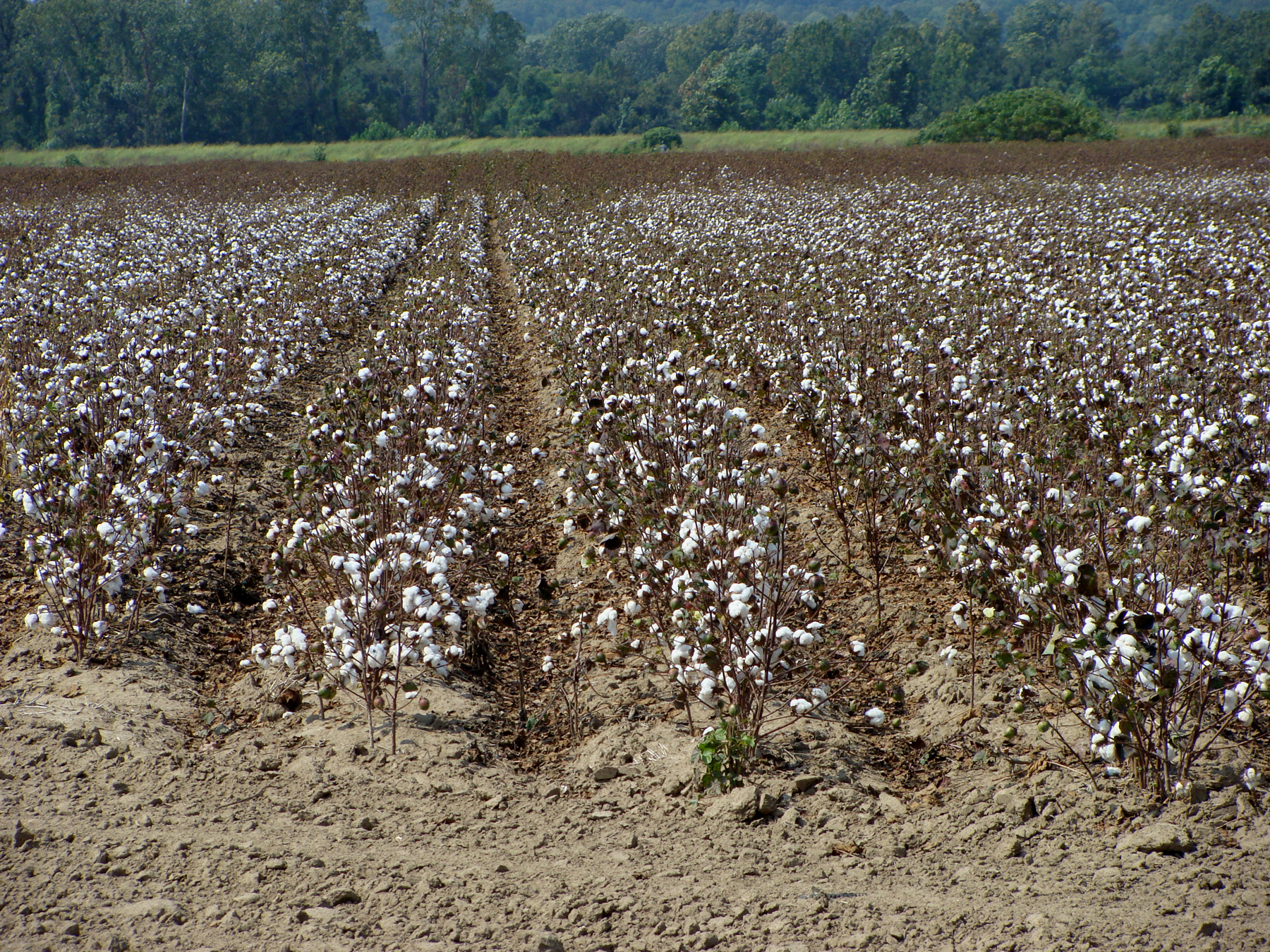 Row Crop - Cotton